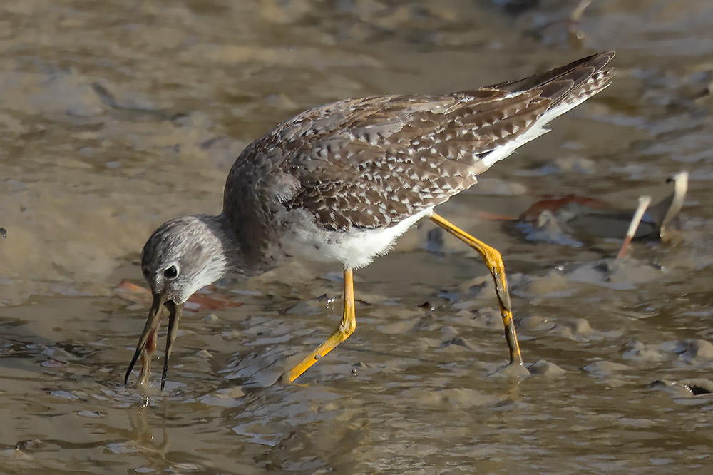 Lesser yellowlegs